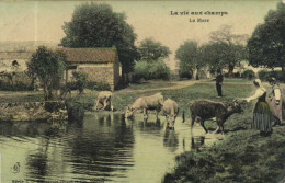 La Vie Aux Champs La Mare Vaches à L'abreuvage Colorisée RV - Elevage