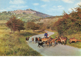 18 SANCERRE AE#DC110 PAYSAGE D AUTOMNE ELEVEUSE DE CHEVRES - Sancerre