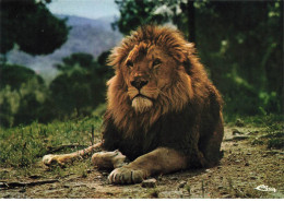 83 FREJUS AE#DC764 PARC ZOOLOGIQUE LE LION MALE - Frejus