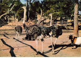 83 FREJUS AE#DC761 PARC ZOOLOGIQUE LES AUTRUCHES - Frejus