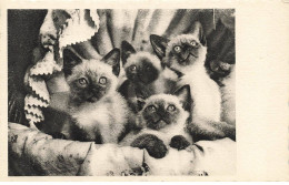 CHATS AG#MK044 DES CHATONS SIAMOIS - Gatos