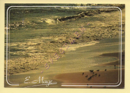 59. Regard Sur Le Littoral De La Mer Du Nord Et De La Manche (voir Scan Recto/verso) - Other & Unclassified