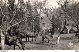 D64  Les Pyrénées  Juments Au Pâturage  ..... - Otros & Sin Clasificación