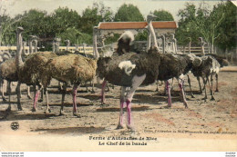 D06  NICE  Ferme D'Autruches De Nice  Le Chef De La Bande - Artigianato