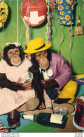 THEME SINGES CHIMPANZE En Costume Buvant Du Champagne Suisse...... - Dressed Animals