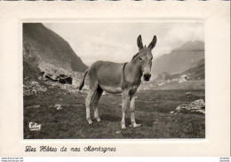 D65  MAITRE ALIBORON  Les Hôtes De Nos Montagnes   ..... - Donkeys