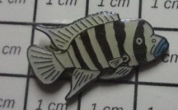 820 Pin's Pins / Beau Et Rare : ANIMAUX / POISSON EXOTIQUE RAYE BLANC ET NOIR - Tiere