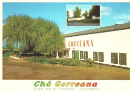 AÇORES, SÃO MIGUEL - Empresa Do CHÁ GORREANA  (2 Scans) - Açores