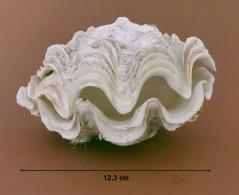 "Bénitier"  Tridacna Maxima - Coquillages