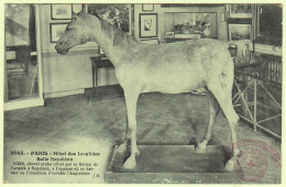 75 - B19201CPA - PARIS - ARR. 07 - Hotel Des Invalides, Salle Napoleon - VIZIR, Cheval Arabe - Très Bon état - PARIS - Distretto: 07