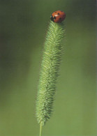 INSEKTEN Tier Vintage Ansichtskarte Postkarte CPSM #PBS485.DE - Insecten