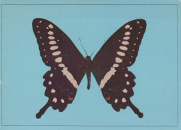SCHMETTERLINGE Tier Vintage Ansichtskarte Postkarte CPSM #PBS425.DE - Vlinders