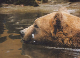 GEBÄREN Tier Vintage Ansichtskarte Postkarte CPSM #PBS236.DE - Ours