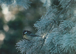 VOGEL Tier Vintage Ansichtskarte Postkarte CPSM #PBR506.DE - Birds