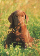 HUND Tier Vintage Ansichtskarte Postkarte CPSM #PBQ596.DE - Cani