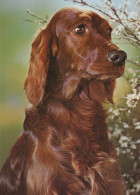 HUND Tier Vintage Ansichtskarte Postkarte CPSM #PAN440.DE - Cani