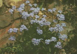 FLEURS Vintage Carte Postale CPSM #PAS469.FR - Fiori