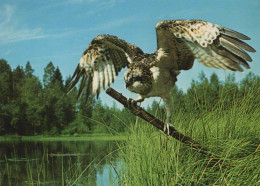 OISEAU Animaux Vintage Carte Postale CPSM #PAN251.FR - Birds