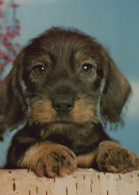 CHIEN Animaux Vintage Carte Postale CPSM #PAN502.FR - Chiens