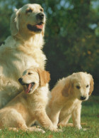 CHIEN Animaux Vintage Carte Postale CPSM #PAN437.FR - Hunde