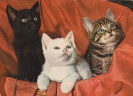 CHAT CHAT Animaux Vintage Carte Postale CPSM #PAM631.FR - Gatos