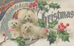 DOG Vintage Postcard CPSMPF #PKG923.GB - Perros