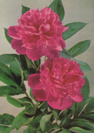 FLOWERS Vintage Postcard CPSM #PBZ634.GB - Flowers