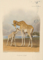 GIRAFFE Animals Vintage Postcard CPSM #PBS946.GB - Giraffe