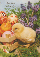 EASTER CHICKEN EGG Vintage Postcard CPSM #PBP121.GB - Pâques