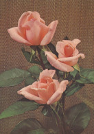 FLOWERS Vintage Postcard CPSM #PAR986.GB - Blumen