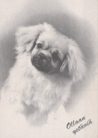 DOG Animals Vintage Postcard CPSM #PAN961.GB - Hunde