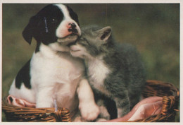 DOG Animals Vintage Postcard CPSM #PAN630.GB - Dogs