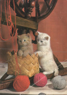 CAT KITTY Animals Vintage Postcard CPSM #PAM309.GB - Katten