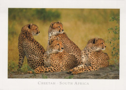 LEOPARD Animale Vintage Cartolina CPSM #PBS048.IT - Other & Unclassified