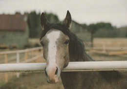 CAVALLO Animale Vintage Cartolina CPSM #PBR898.IT - Horses