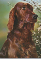 CANE Animale Vintage Cartolina CPSM #PBQ597.IT - Dogs