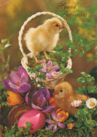 PASQUA POLLO UOVO Vintage Cartolina CPSM #PBO685.IT - Easter