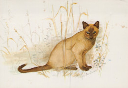 GATTO KITTY Animale Vintage Cartolina CPSM #PAM377.IT - Gatos