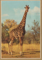 JIRAFA Animales Vintage Tarjeta Postal CPSM #PBS948.ES - Giraffen