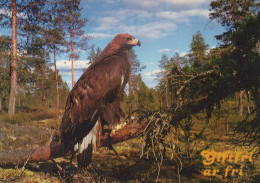 PÁJARO Animales Vintage Tarjeta Postal CPSM #PAN250.ES - Vögel