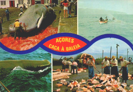 AÇORES, SÃO MIGUEL - Caça à Baleia, Whale  (2 Scans) - Açores