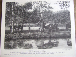 UN PATURAGE EN SOLOGNE - Aardrijkskunde