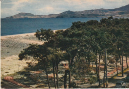 CPSM ARGELES SUR MER LES PINS LA PLAGE AU FOND LES ALBERES - Argeles Sur Mer