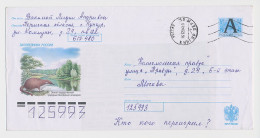 Postal Stationery Rossija 1999 Russian Desman - Mole - Other & Unclassified