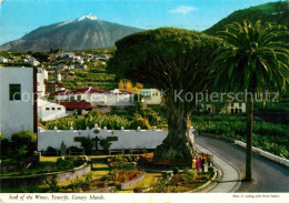 73607679 Tenerife Icod Of The Wines Tenerife - Andere & Zonder Classificatie