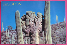 USA - Saguaros - Saguaro Cactus - Altri & Non Classificati