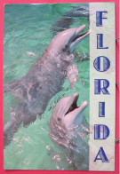 USA - Florida - Dauphins - Other & Unclassified