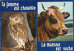 *CPM - Ta Femme Est Chouette, La Mienne Est Vache - Humour