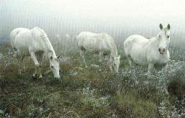 *CPM - Lipizzan - Chevaux Au Pré - Pferde