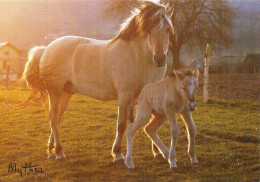 *CPM - Pouliche Et Son Poulain - Caballos